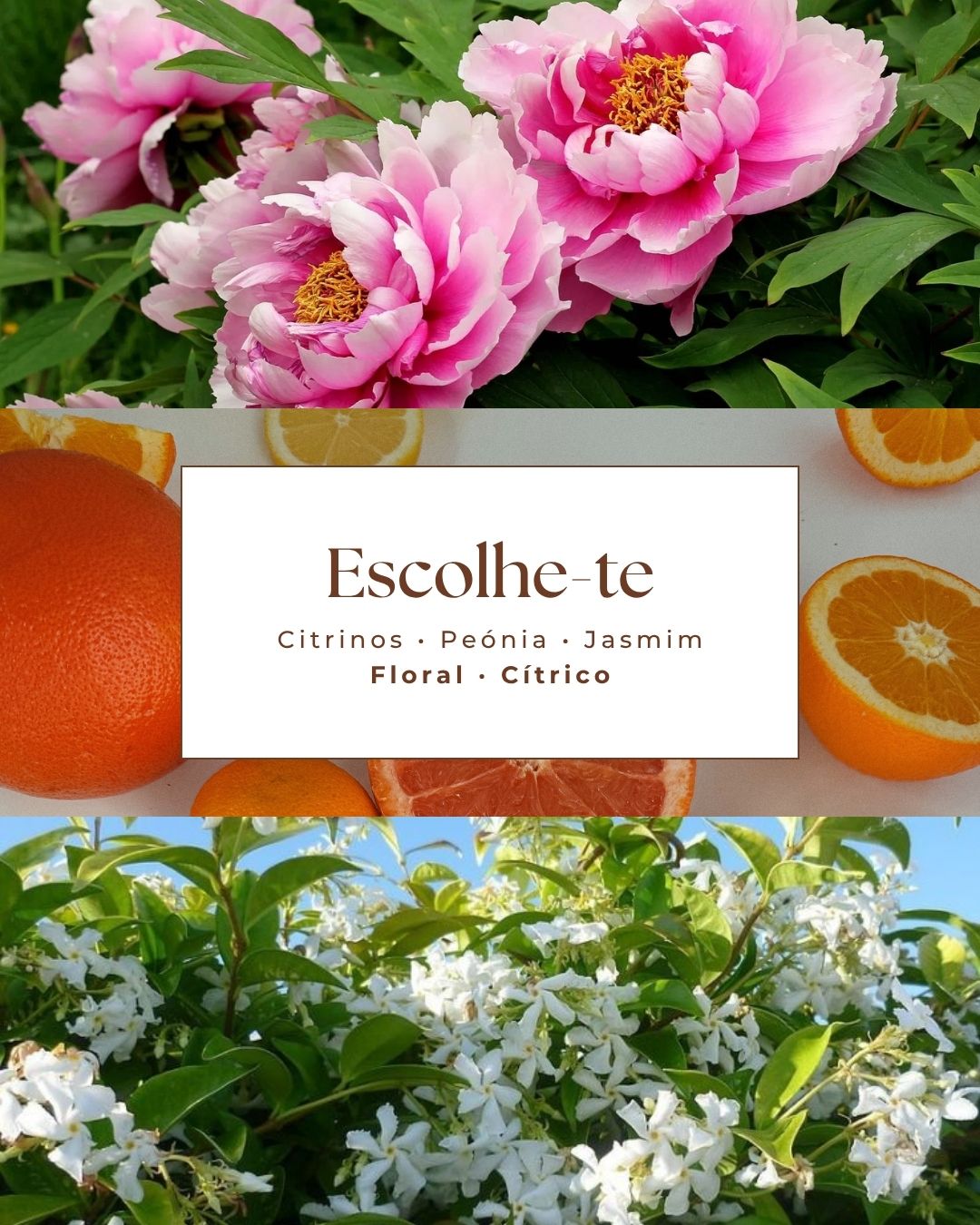 Vela ESCOLHE-TE.